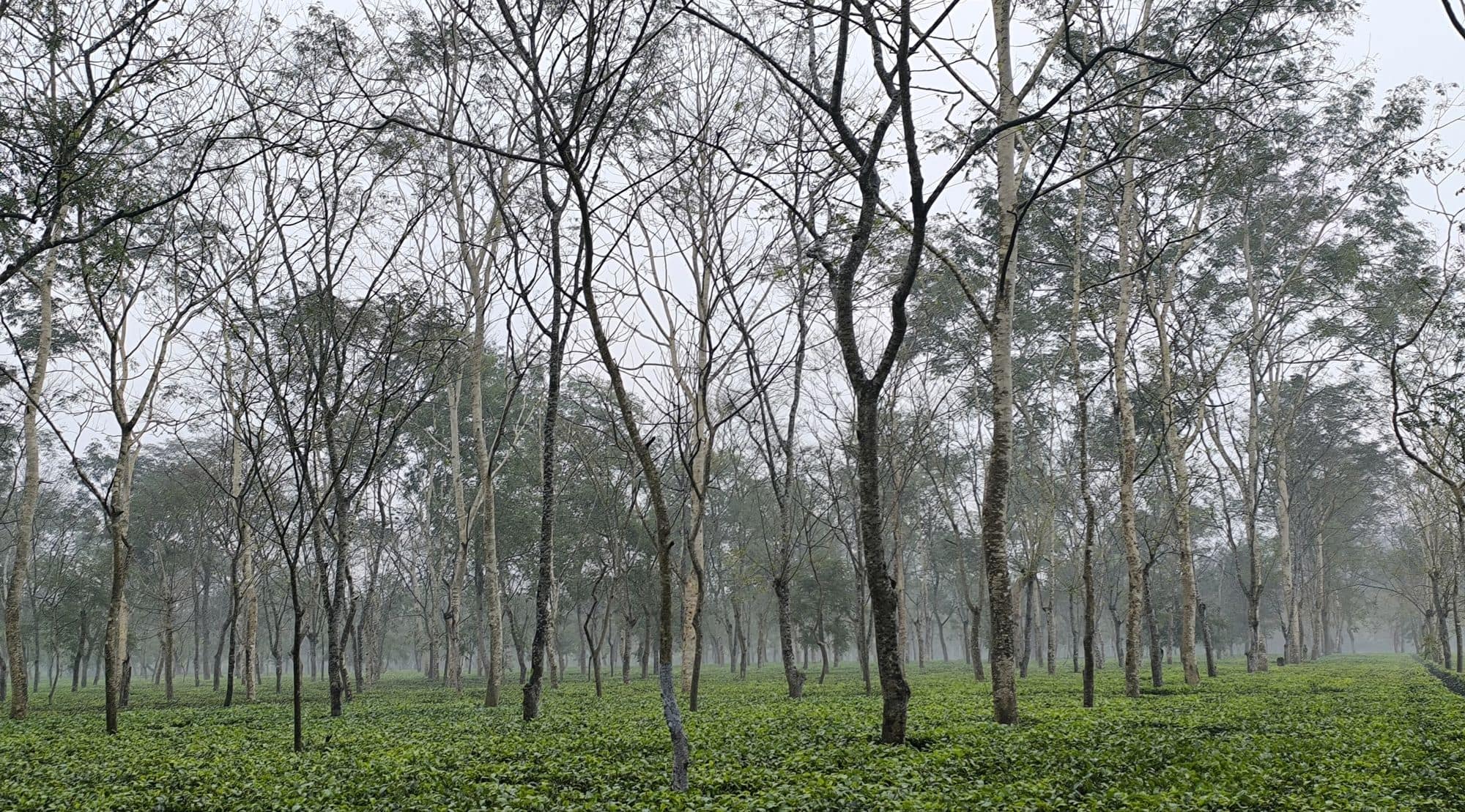 Tea bushes beneath shade trees on a misty tea estate in Assam